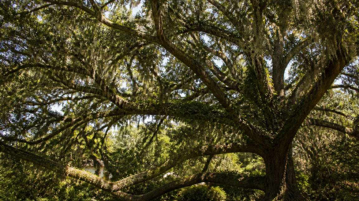 Mature live oak canopy with Spanish moss kept under a preservation plan