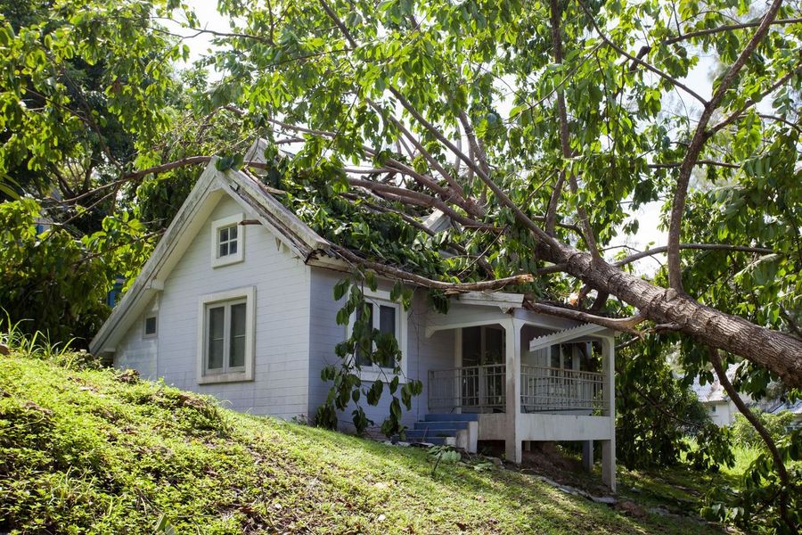 Arborist inspecting a leaning trunk during a tree risk assessment