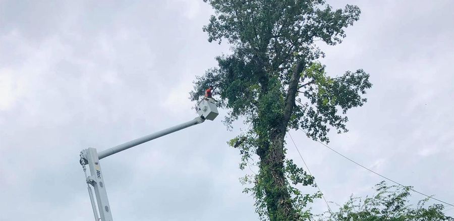 Arborist trimming a canopy from a bucket lift