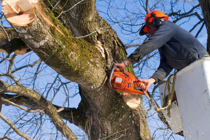 Arborist in a bucket cutting a mossy limb with a chainsaw
