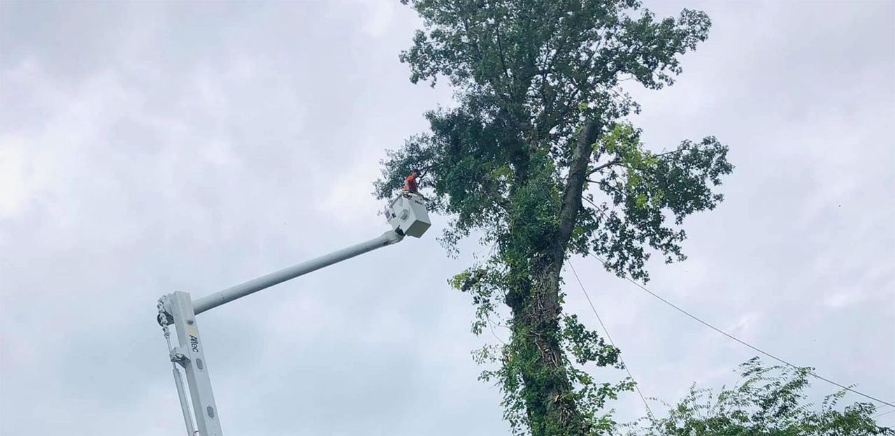 Bucket lift in a tall canopy during a tree trim