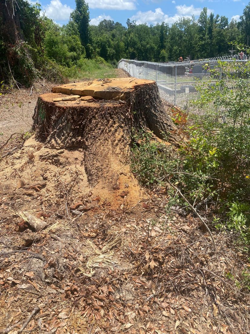 Freshly cut large stump beside a fence after a takedown