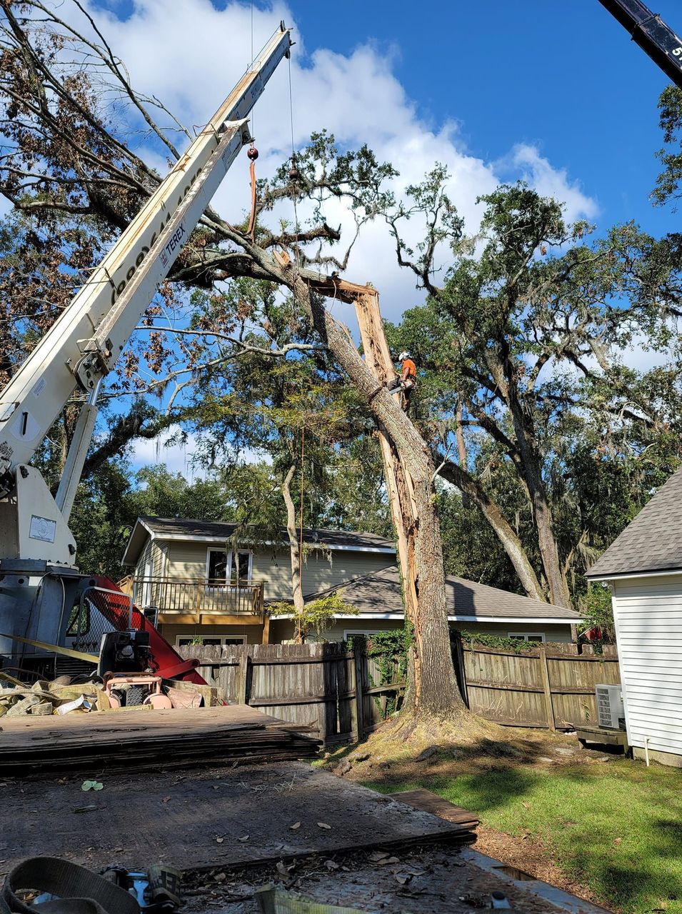 Crane and climber taking down a split live oak in a fenced Louisiana yard